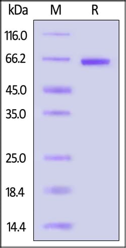 ACROBiosystems Human Catenin beta-1 25ug, Quantity: Each of 1