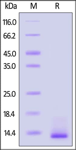 ACROBiosystems Mouse Beta-NGF 20ug, Quantity: Each of 1