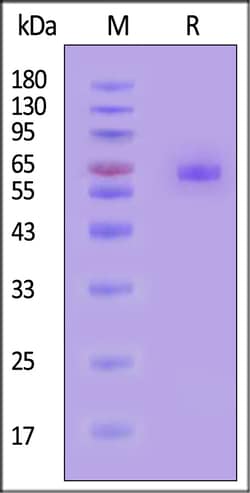 ACROBiosystems Mouse BAFF 25ug, Quantity: Each of 1
