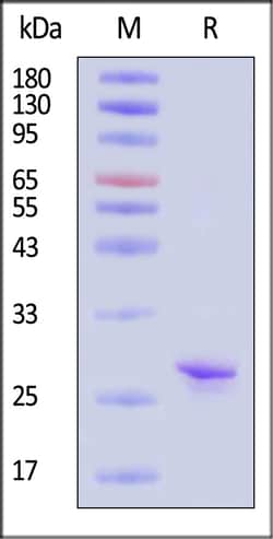 ACROBiosystems Human MSP1D1 30ug, Quantity: Each of 1