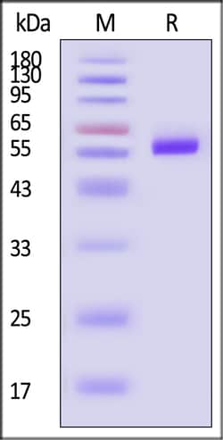 ACROBiosystems Human APRIL 25ug, Quantity: Each of 1