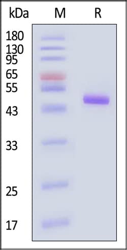 ACROBiosystems Human APRIL Protein Fc Tag, Quantity: Each of 1