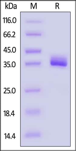 ACROBiosystems Apolipoprotein E 100ug, Quantity: Each of 1