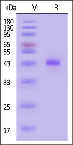 ACROBiosystems Human Activin RIA 100ug, Quantity: Each of 1