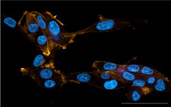 Biolegend&nbsp;Purified anti-Caldesmon