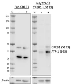 Biolegend Purified anti-CREB1 Phospho S, Quantity: Each of 1