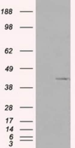 OriGene Pleckstrin (PLEK) Mouse Monoclonal Antibody [Clone ID: OTI6E7],