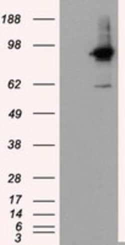 OriGene RALBP1 Mouse Monoclonal Antibody [Clone ID: OTI1H9], Quantity: