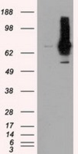 OriGene RALBP1 Mouse Monoclonal Antibody [Clone ID: OTI11B2], Quantity: