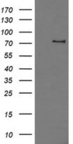 OriGene PDE10A Mouse Monoclonal Antibody [Clone ID: OTI4A10], Quantity: