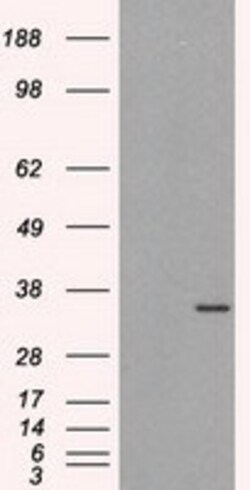 OriGene ELAVL1 Mouse Monoclonal Antibody [Clone ID: OTI14F4], Quantity: