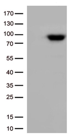 OriGene XRCC1 Mouse Monoclonal Antibody [Clone ID: OTI2F8], Quantity: Each