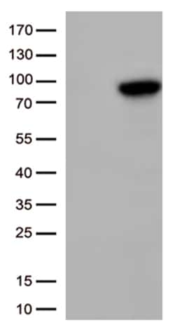 OriGene XRCC1 Mouse Monoclonal Antibody [Clone ID: OTI2G8], Quantity: Each