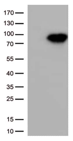 OriGene XRCC1 Mouse Monoclonal Antibody [Clone ID: OTI3C3], Quantity: Each