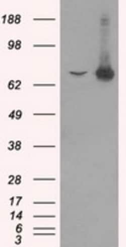 OriGene HSP70-1A (HSPA1A) Mouse Monoclonal Antibody [Clone ID: OTI1H5],
