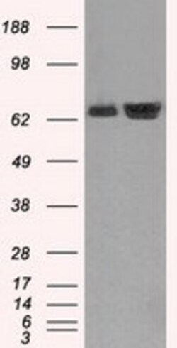 OriGene HSP70-1A (HSPA1A) Mouse Monoclonal Antibody [Clone ID: OTI1B2],