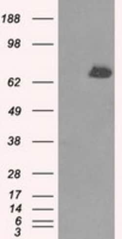 OriGene TTLL12 Mouse Monoclonal Antibody [Clone ID: OTI6E4], Quantity: