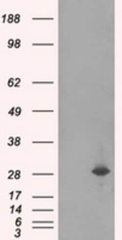 OriGene RPA34 (RPA2) Mouse Monoclonal Antibody [Clone ID: OTI7F4], Quantity: