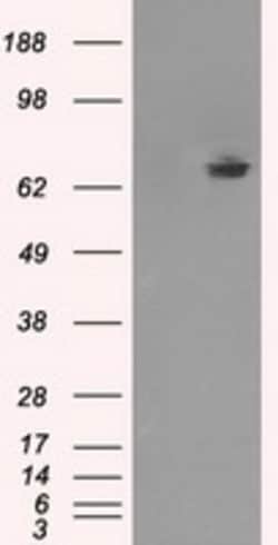 OriGene TTLL12 Mouse Monoclonal Antibody [Clone ID: OTI12B7], Quantity: