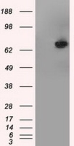 OriGene TTLL12 Mouse Monoclonal Antibody [Clone ID: OTI2H10], Quantity: