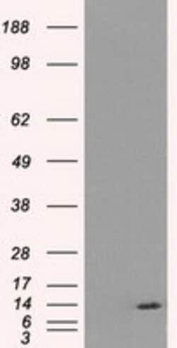 OriGene&nbsp;ID3 Mouse Monoclonal Antibody [Clone ID: OTI12C7]