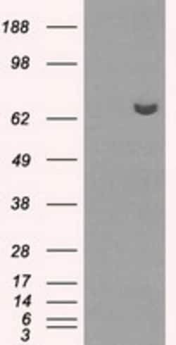 OriGene HDAC10 Mouse Monoclonal Antibody [Clone ID: OTI5E2], Quantity: