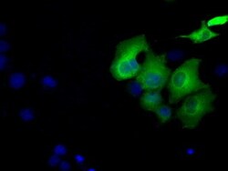 OriGene Sorbitol Dehydrogenase (SORD) Mouse Monoclonal Antibody [Clone