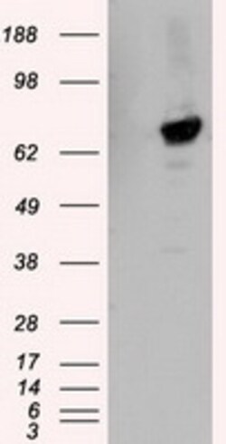 OriGene TTLL12 Mouse Monoclonal Antibody [Clone ID: OTI5H3], Quantity: