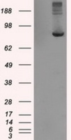 OriGene TTLL12 Mouse Monoclonal Antibody [Clone ID: OTI4E3], Quantity: