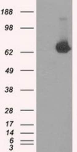 OriGene TTLL12 Mouse Monoclonal Antibody [Clone ID: OTI1A2], Quantity:
