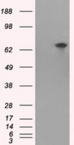 OriGene TTLL12 Mouse Monoclonal Antibody [Clone ID: OTI13H9], Quantity: