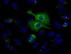OriGene HSP70-1A (HSPA1A) Mouse Monoclonal Antibody [Clone ID: OTI3C6],
