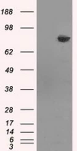 OriGene HDAC10 Mouse Monoclonal Antibody [Clone ID: OTI2H6], Quantity: