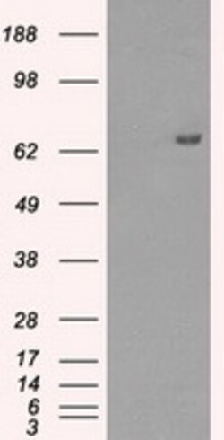 OriGene HDAC10 Mouse Monoclonal Antibody [Clone ID: OTI6D4], Quantity: