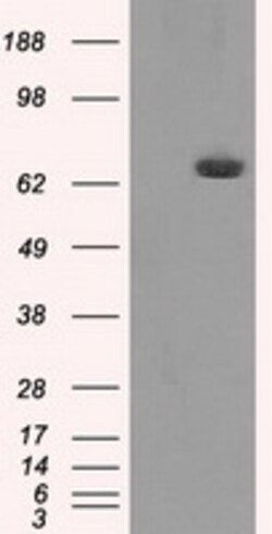 OriGene HDAC10 Mouse Monoclonal Antibody [Clone ID: OTI4D4], Quantity: