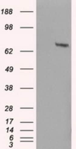 OriGene HDAC10 Mouse Monoclonal Antibody [Clone ID: OTI8G5], Quantity: