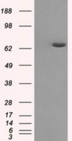 OriGene HDAC10 Mouse Monoclonal Antibody [Clone ID: OTI9B5], Quantity:
