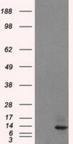 OriGene ID3 Mouse Monoclonal Antibody [Clone ID: OTI15F4], Quantity: Each