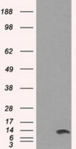 OriGene ID3 Mouse Monoclonal Antibody [Clone ID: OTI8B3], Quantity: Each