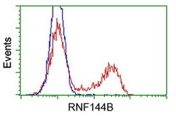 OriGene IBRDC2 (RNF144B) Mouse Monoclonal Antibody [Clone ID: OTI1E1],