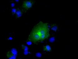 OriGene IBRDC2 (RNF144B) Mouse Monoclonal Antibody [Clone ID: OTI12B6],