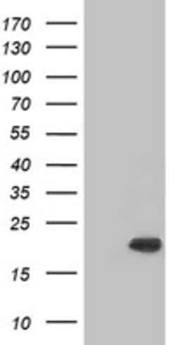 OriGene Alpha B Crystallin (CRYAB) Mouse Monoclonal Antibody [Clone ID: