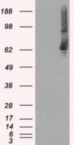 OriGene GBP2 Mouse Monoclonal Antibody [Clone ID: OTI1D1], Quantity: Each