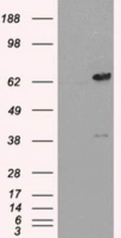 OriGene Leukotriene A4 hydrolase (LTA4H) Mouse Monoclonal Antibody [Clone