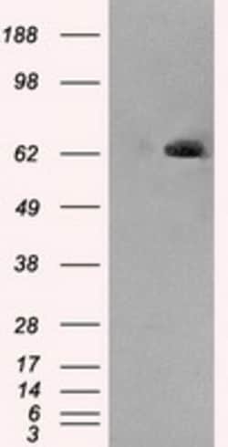 OriGene Leukotriene A4 hydrolase (LTA4H) Mouse Monoclonal Antibody [Clone