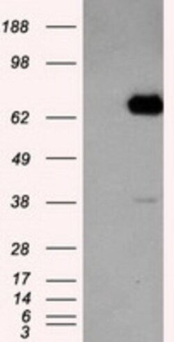 OriGene Leukotriene A4 hydrolase (LTA4H) Mouse Monoclonal Antibody [Clone
