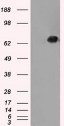 OriGene Leukotriene A4 hydrolase (LTA4H) Mouse Monoclonal Antibody [Clone