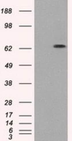 OriGene GBP2 Mouse Monoclonal Antibody [Clone ID: OTI1G1], Quantity: Each