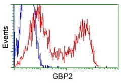 OriGene GBP2 Mouse Monoclonal Antibody [Clone ID: OTI1E5], Quantity: Each