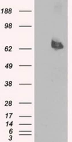 OriGene Leukotriene A4 hydrolase (LTA4H) Mouse Monoclonal Antibody [Clone